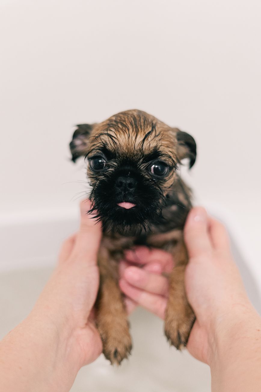 Kleiner Hund wird behutsam gebadet