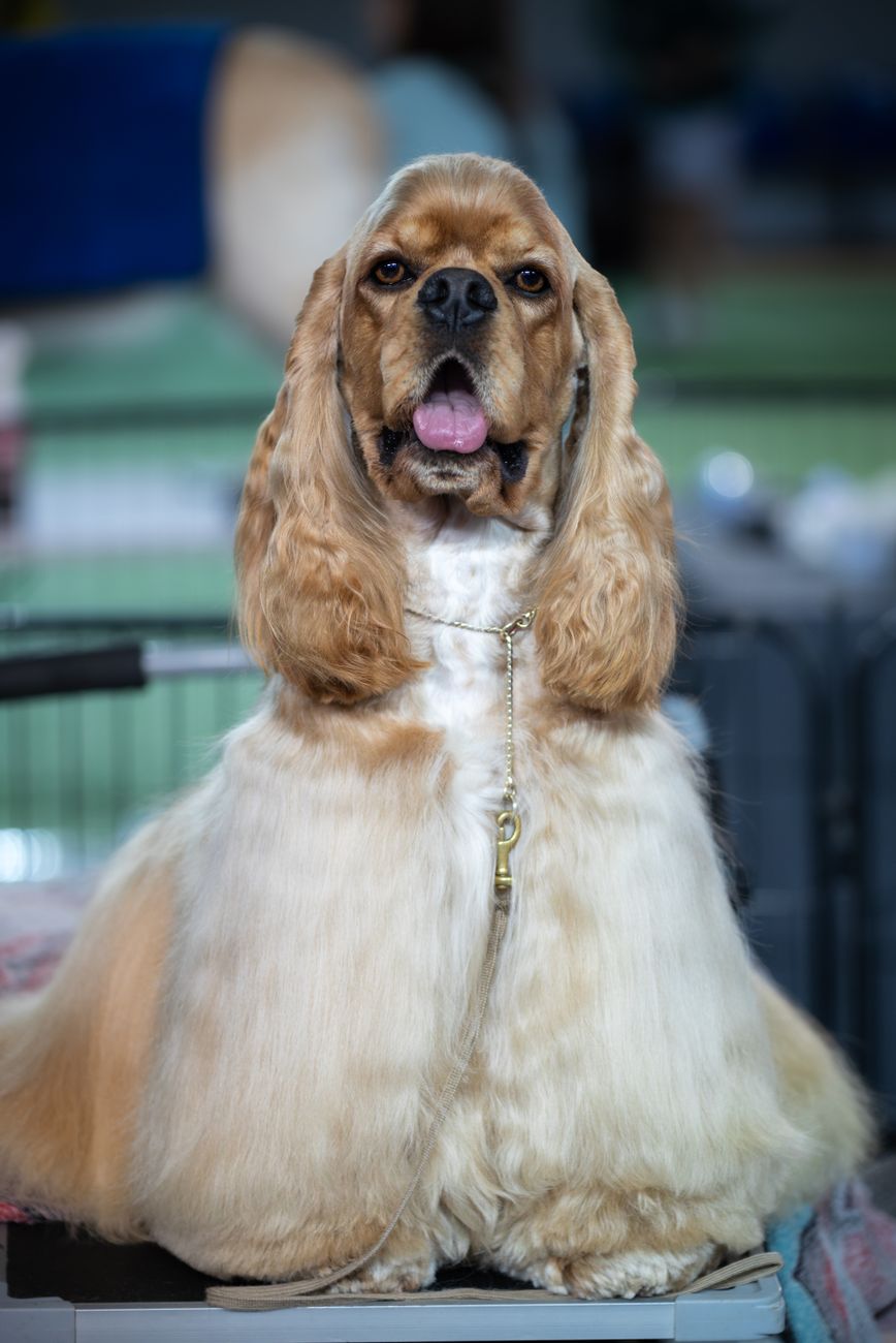 Cocker Spaniel mit glänzendem, frisch gepflegtem Fell
