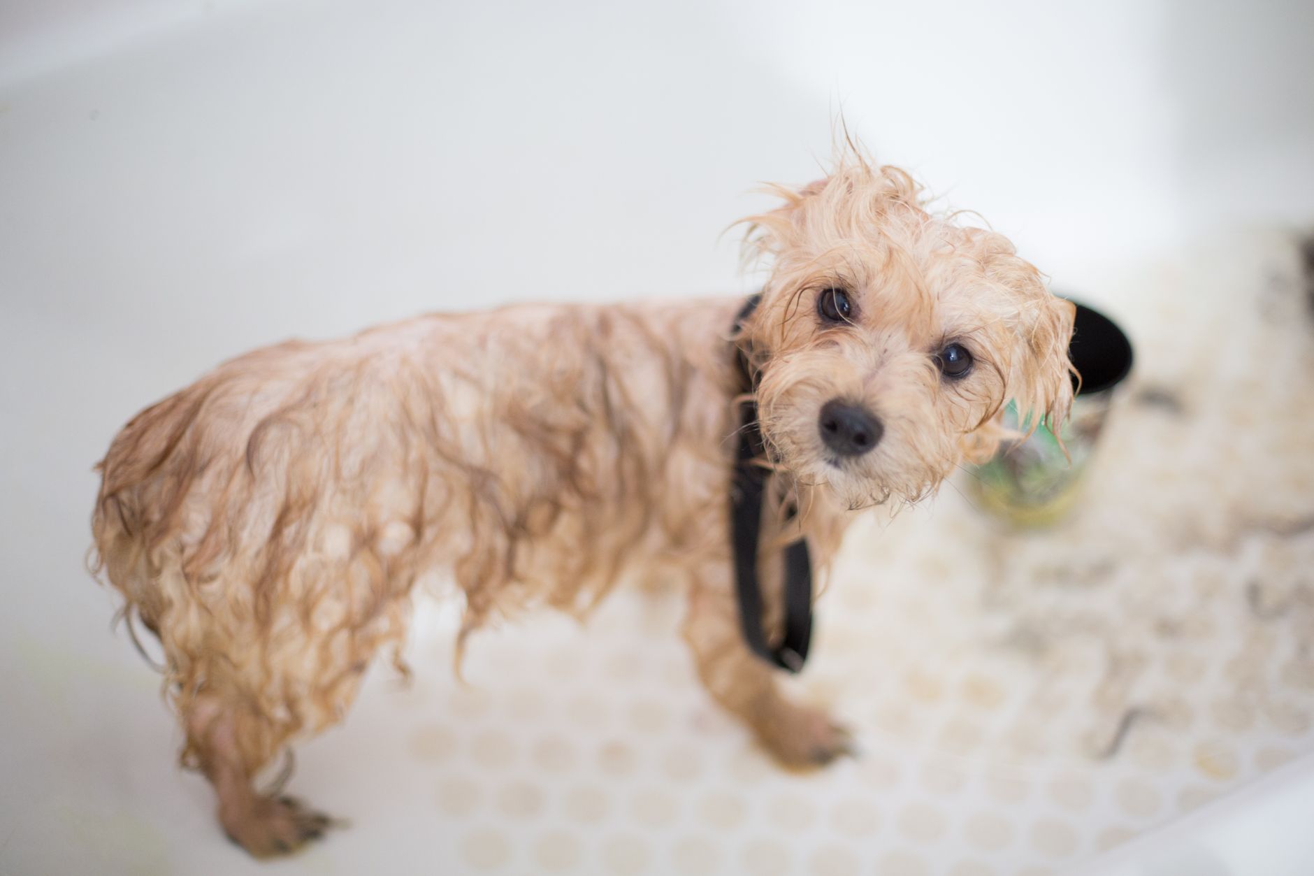 Nasser Welpe schaut aus der Badewanne nach oben